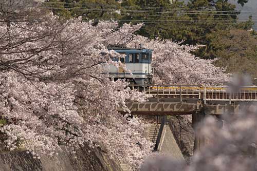 Type EF65 running through full blossom of cherry treis.